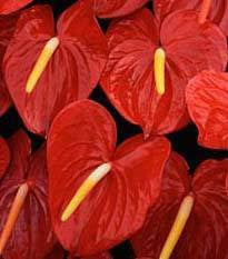 HAU'OLI LA ALOHA(LOVE)! - HAPPY VALENTINE'S DAY!