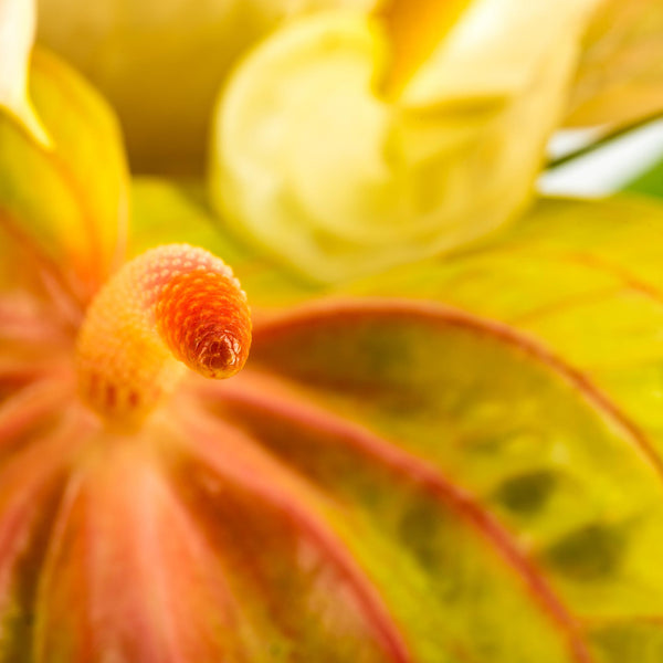 havana anthurium Anthurium Supreme :: Heart-Shaped Anthuriums :: Hana Flower Company