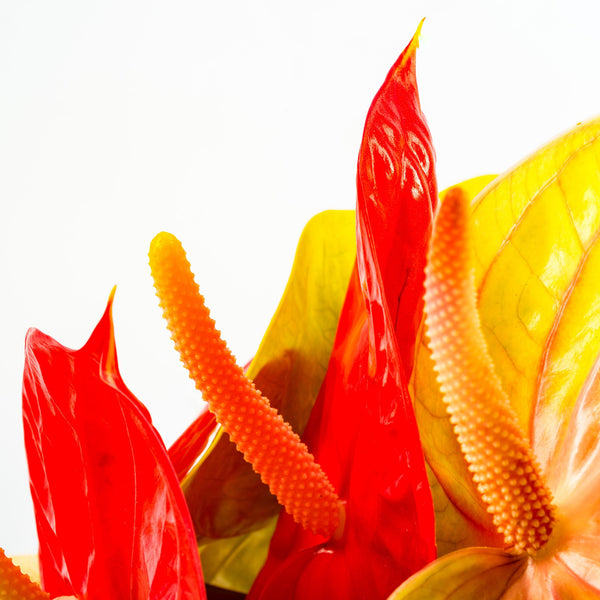 anthurium bomboisense Anthurium Bouquet :: Heart-Shaped Anthuriums :: Hana Flower Company