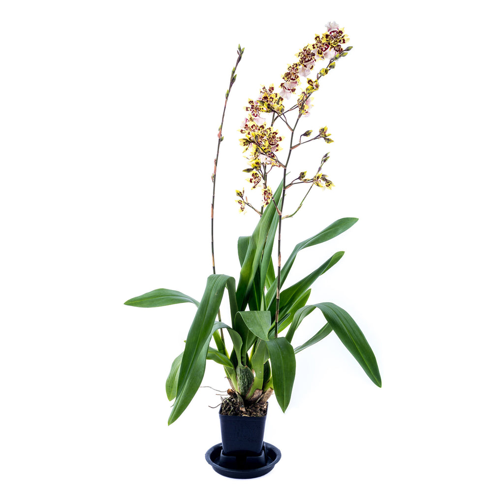 Oncidium - Wild Cat