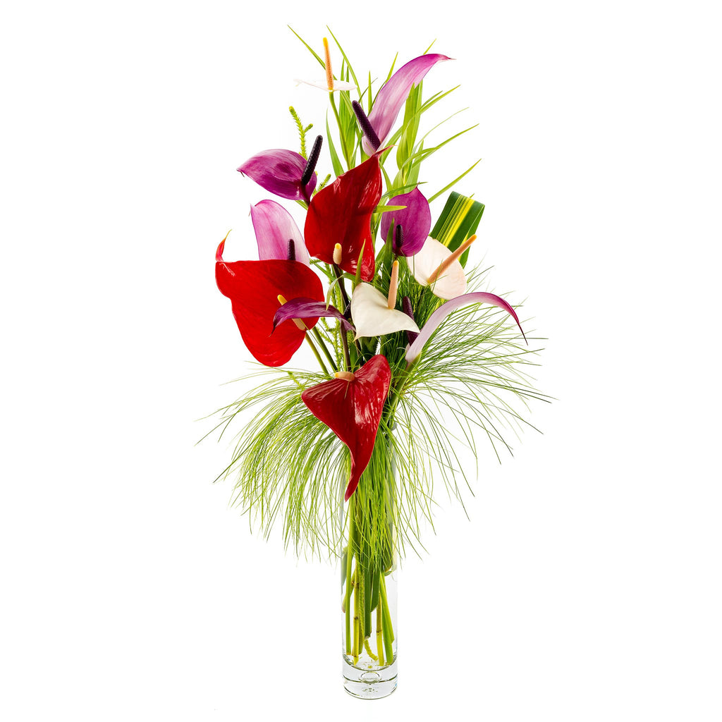 Tulip Anthurium Mix