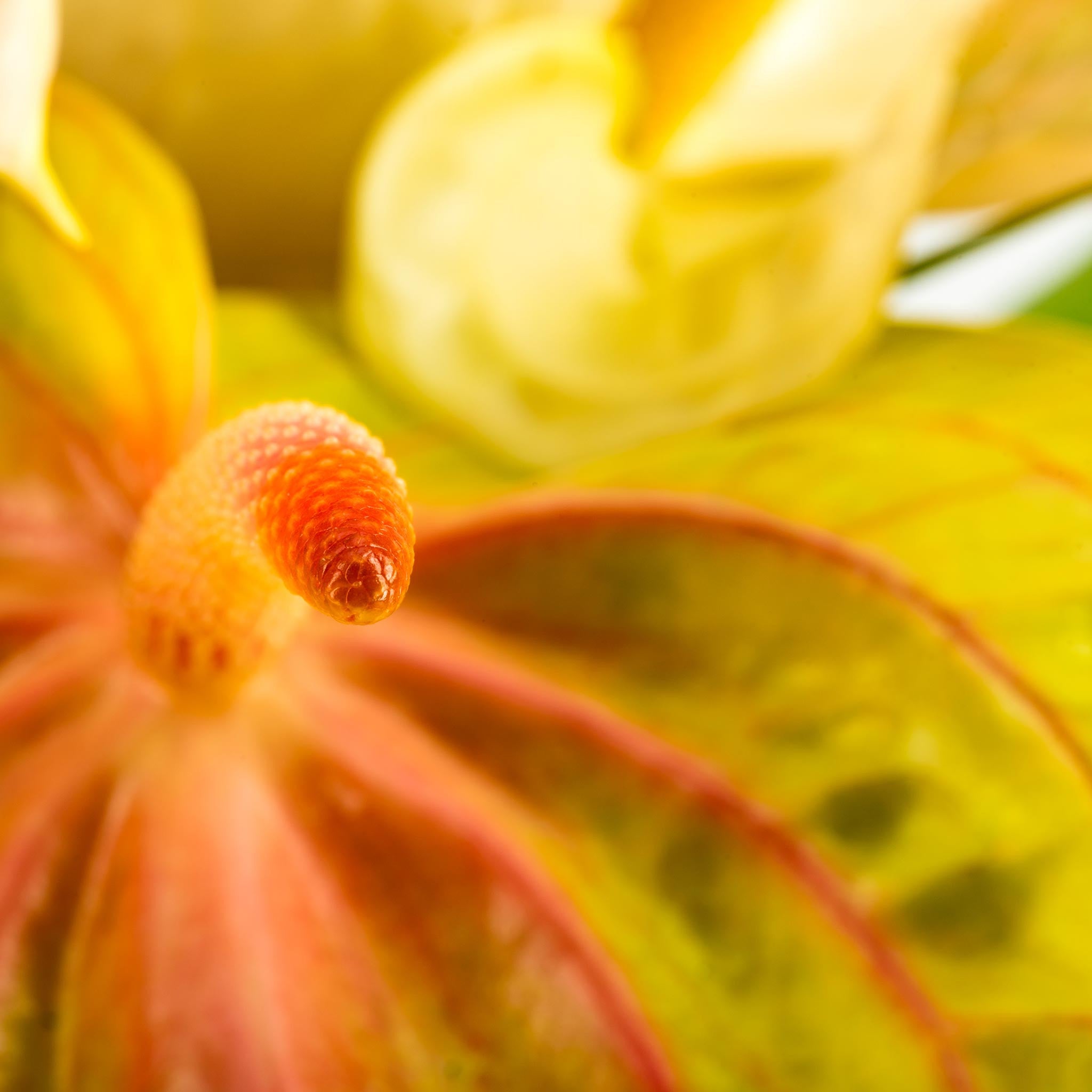 anthurium heart Anthurium Supreme