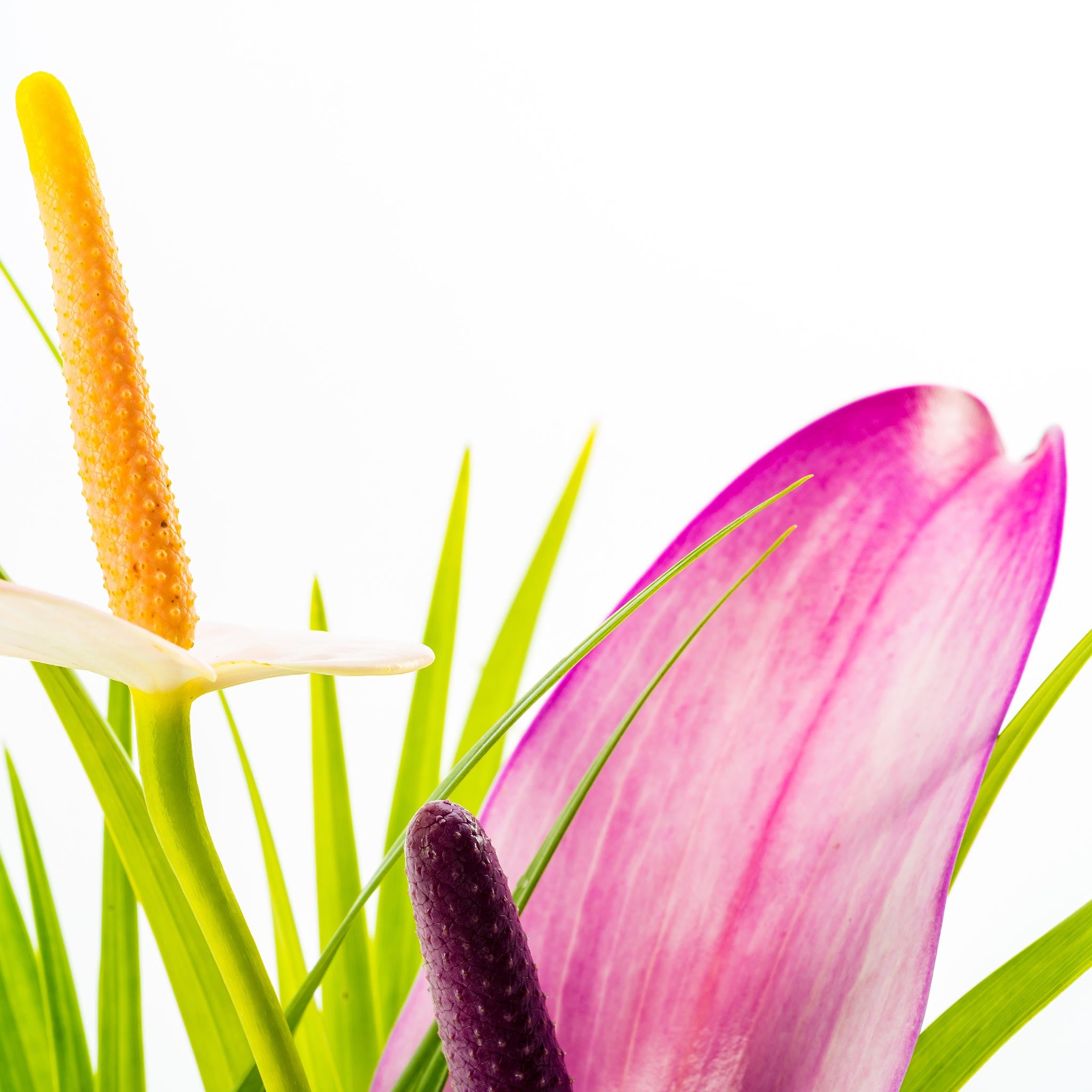 anthurium mixt Tulip Mix :: Heart-Shaped Anthuriums :: Hana Flower Company