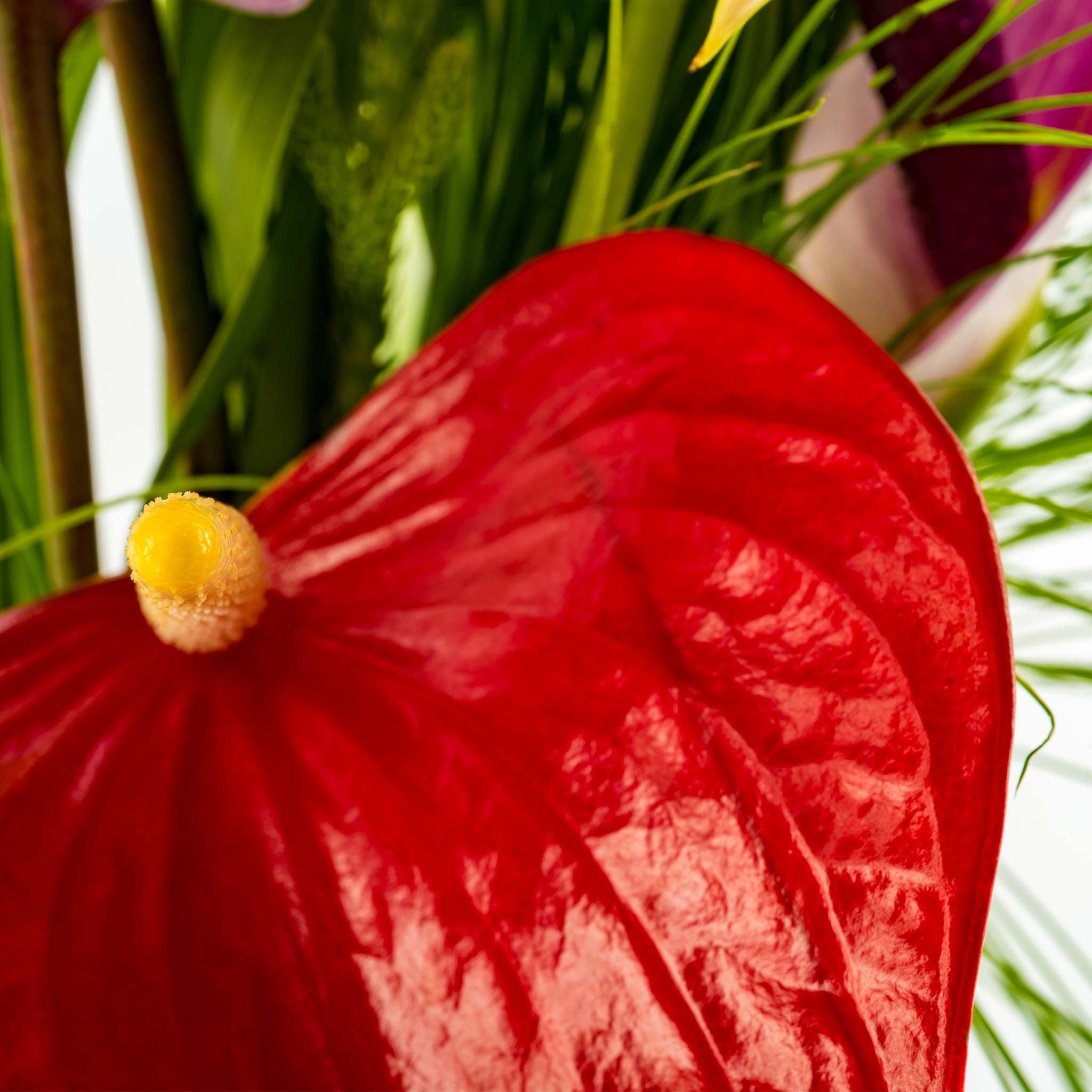 anthurium mixt Tulip Anthurium Mix