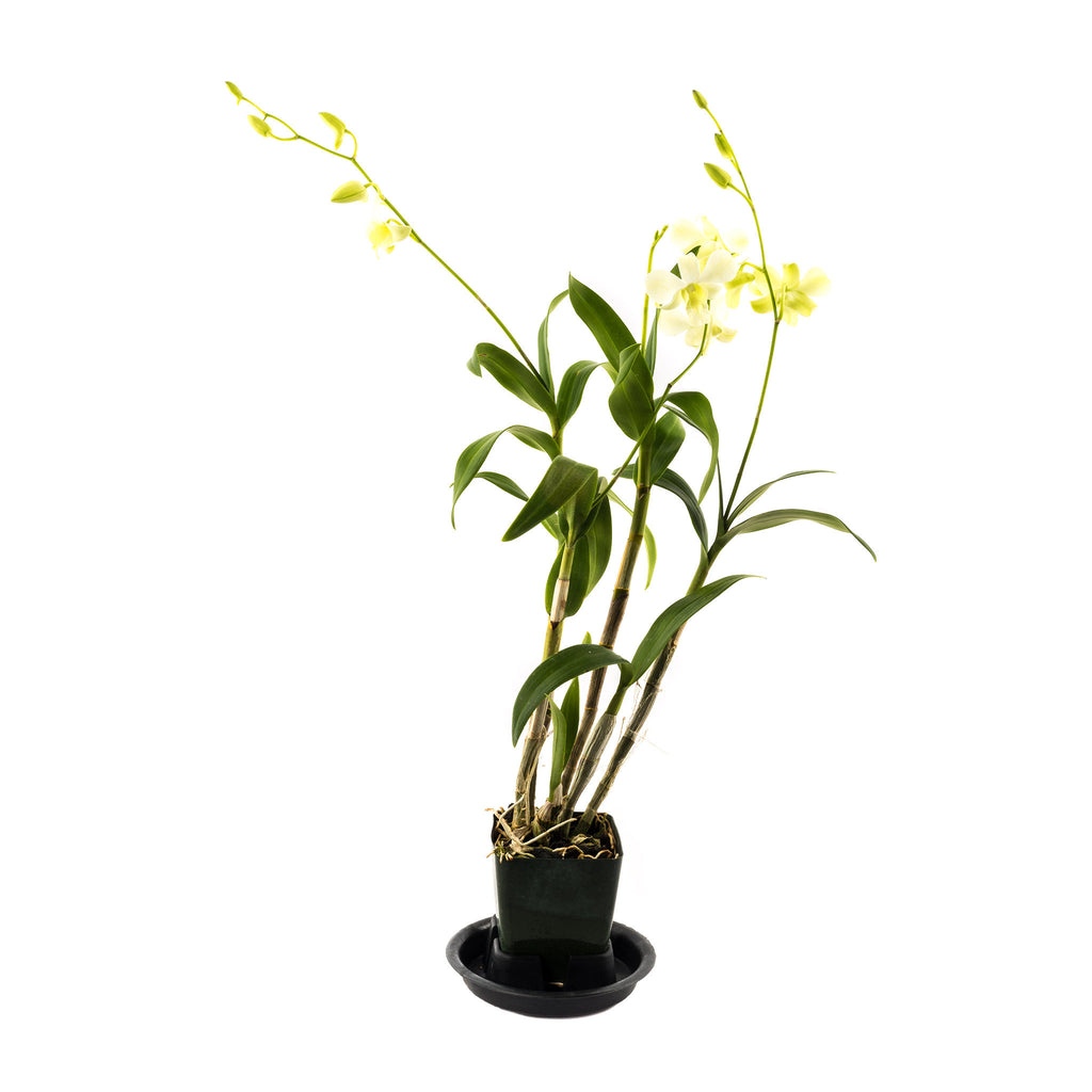 Orchid plant - Dendrobium