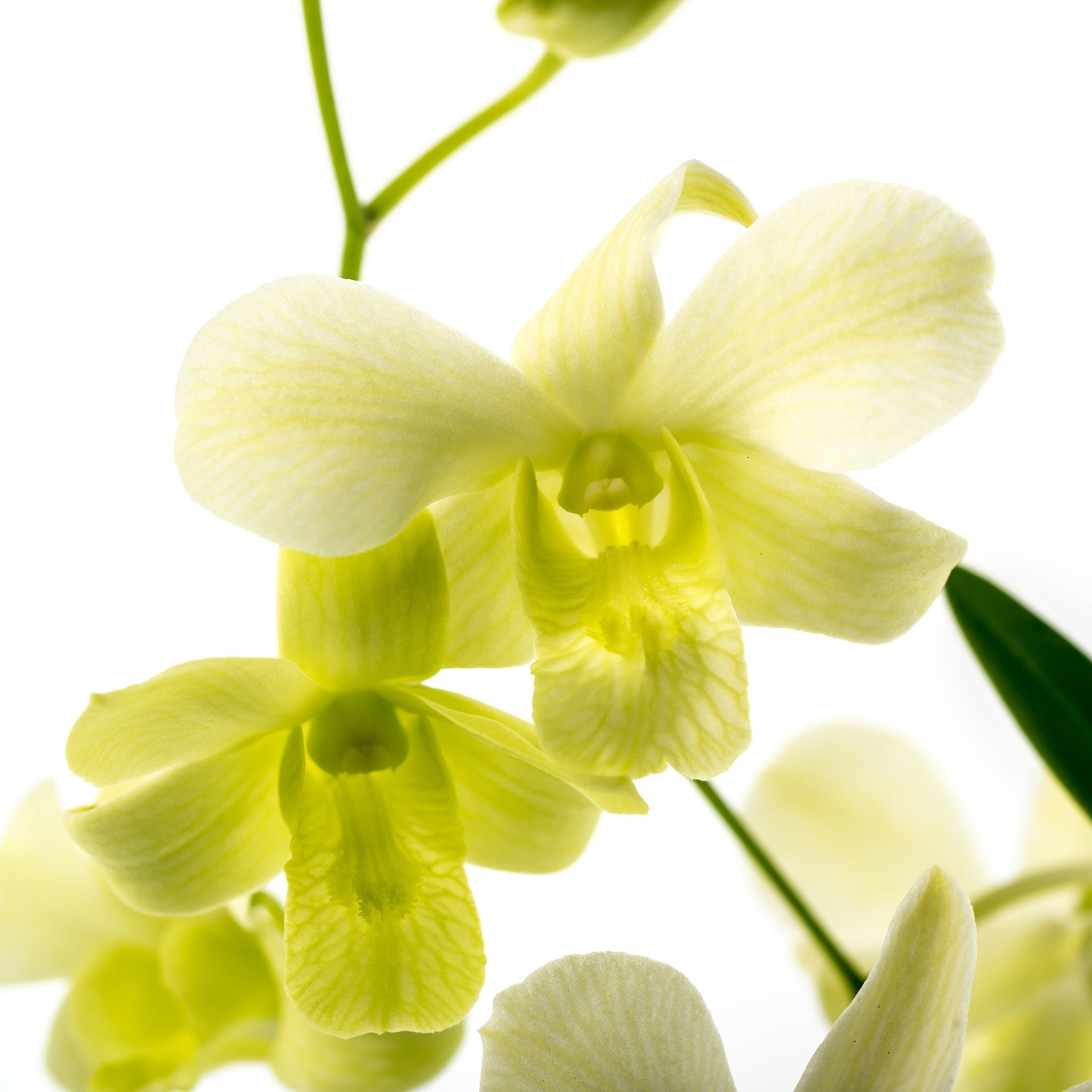 Orchid plant - Dendrobium
