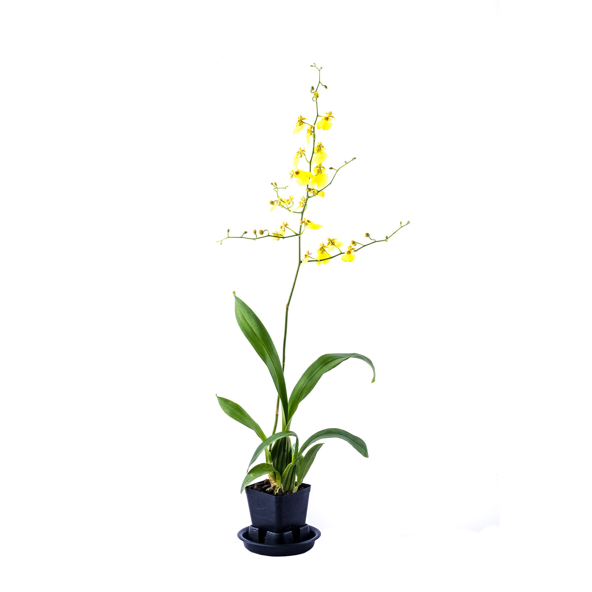 Orchid Plant 4 Pak