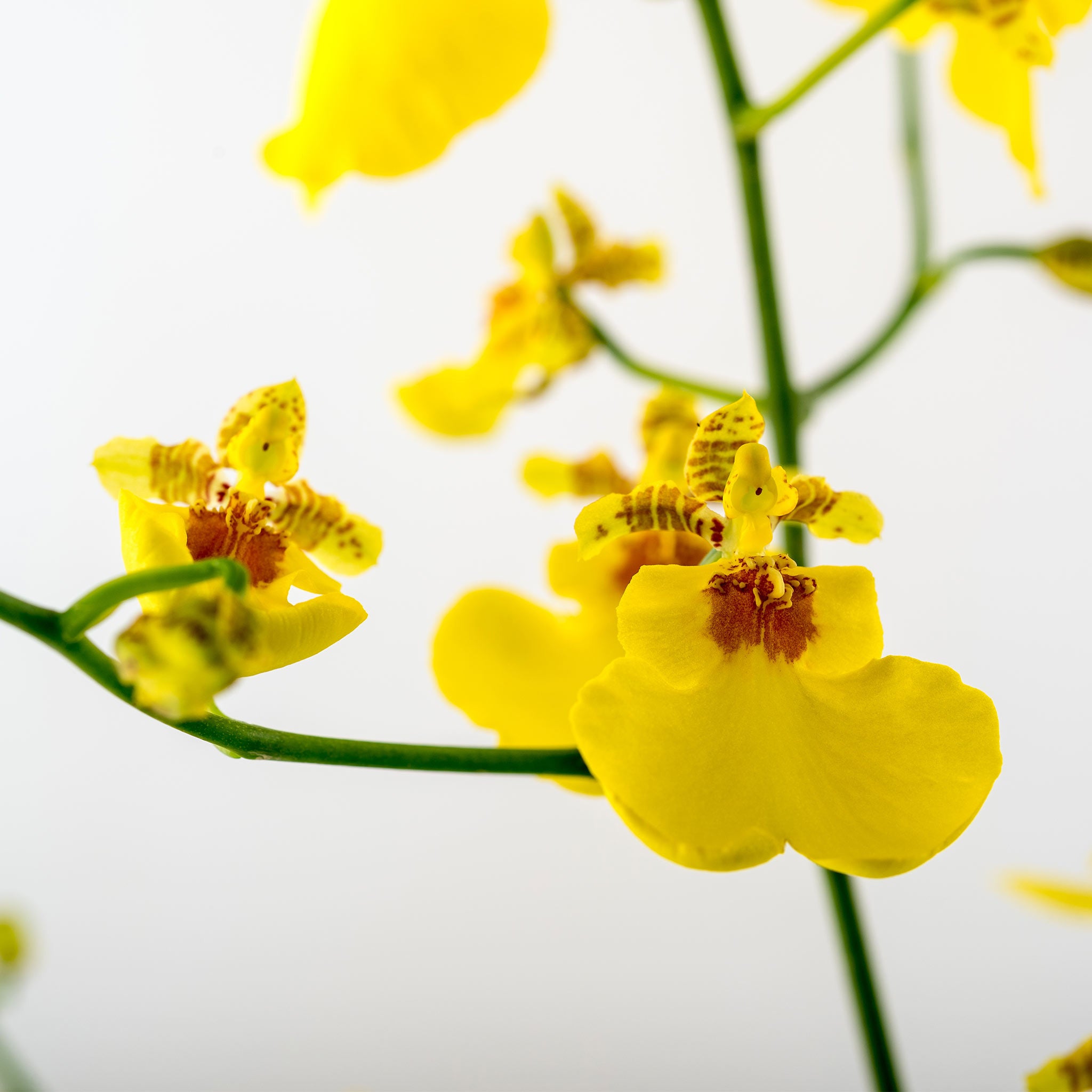 Orchid Plant - Oncidium