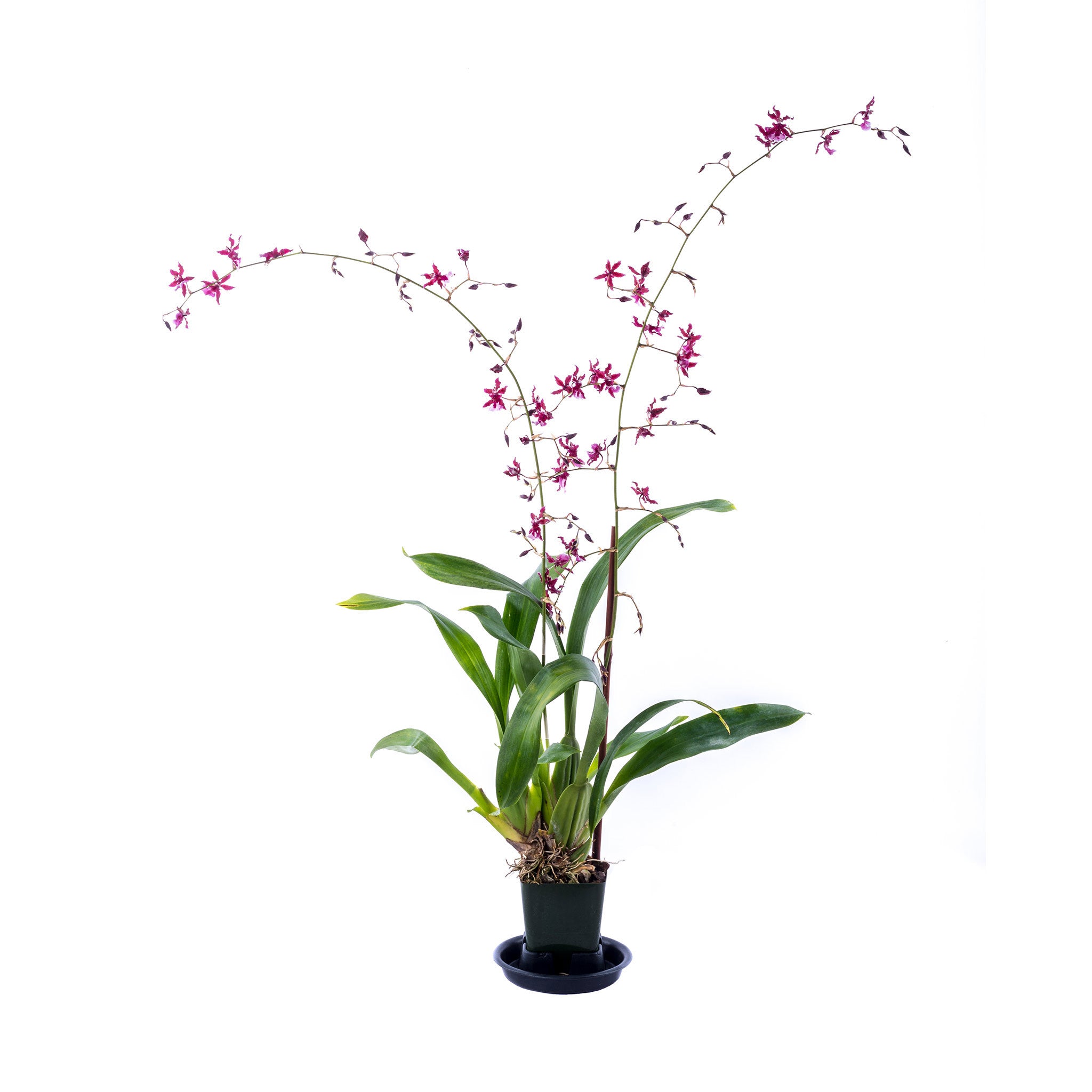 Orchid Plant 4 Pak