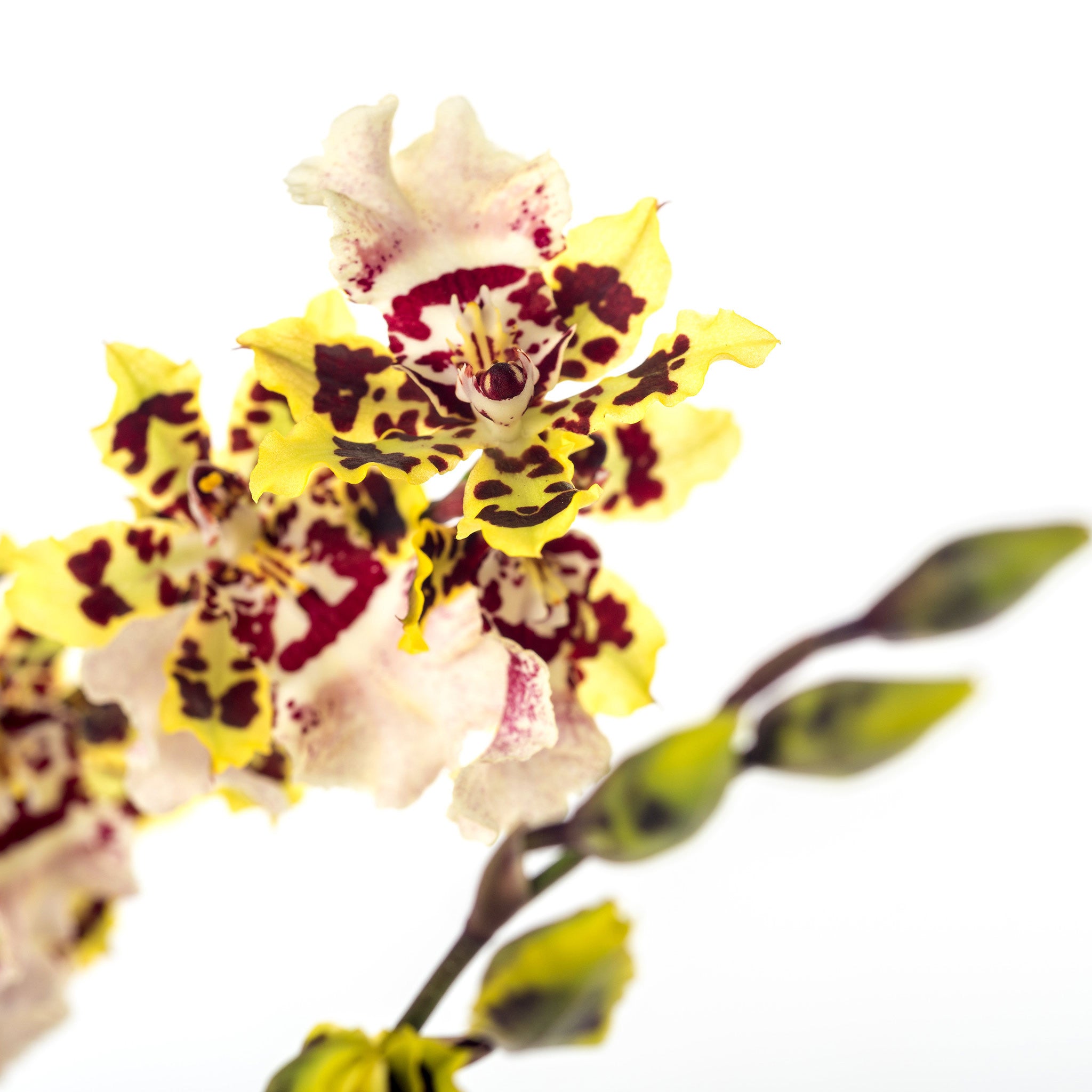 Oncidium - Wild Cat