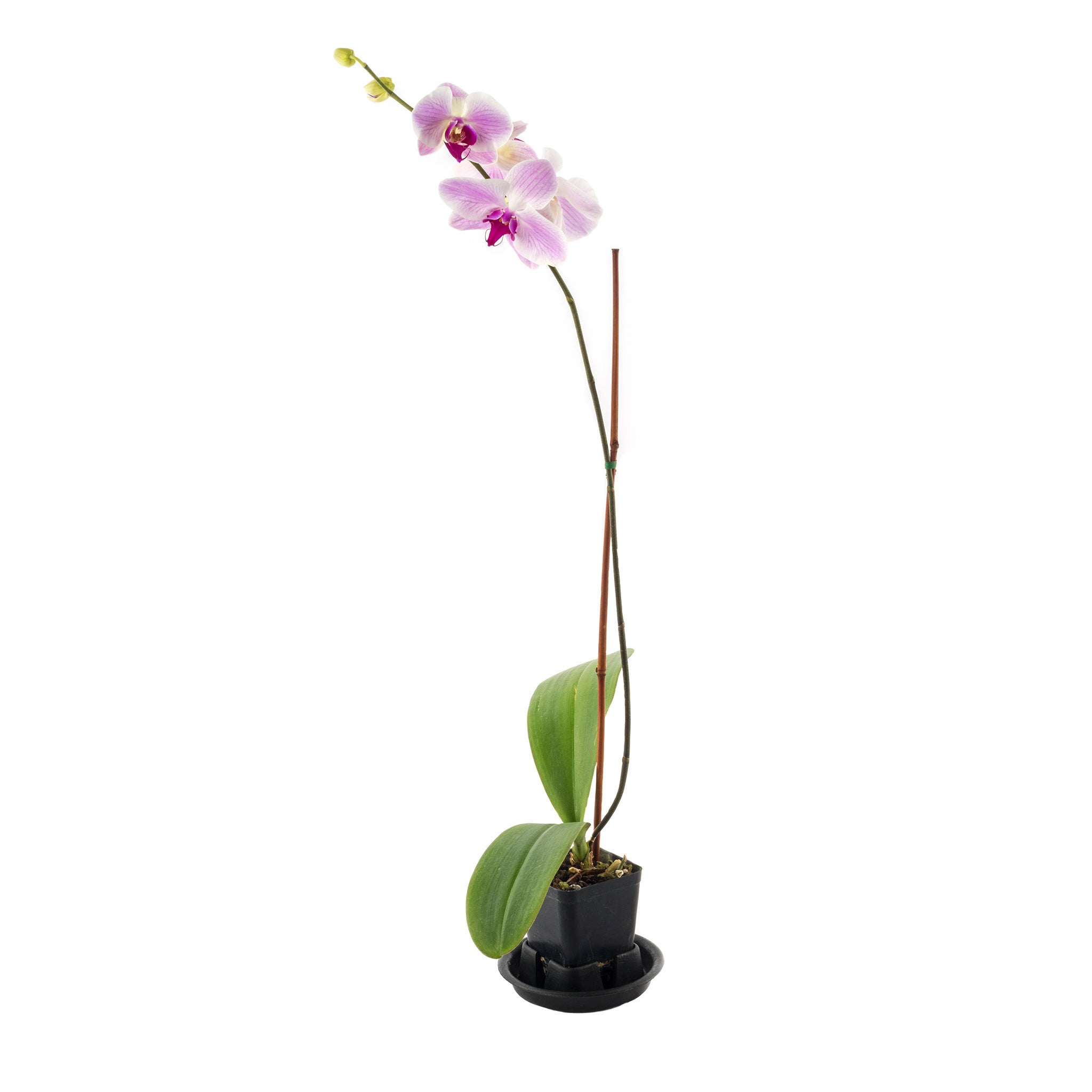 Orchid Plant - Phalaenopsis