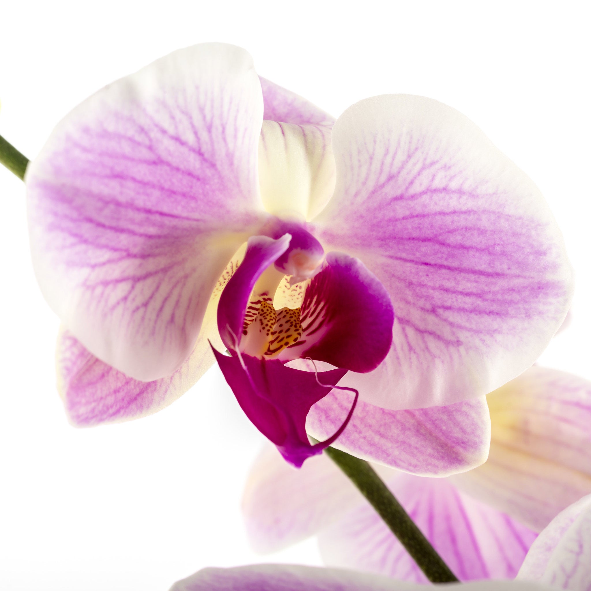 Orchid Plant - Phalaenopsis