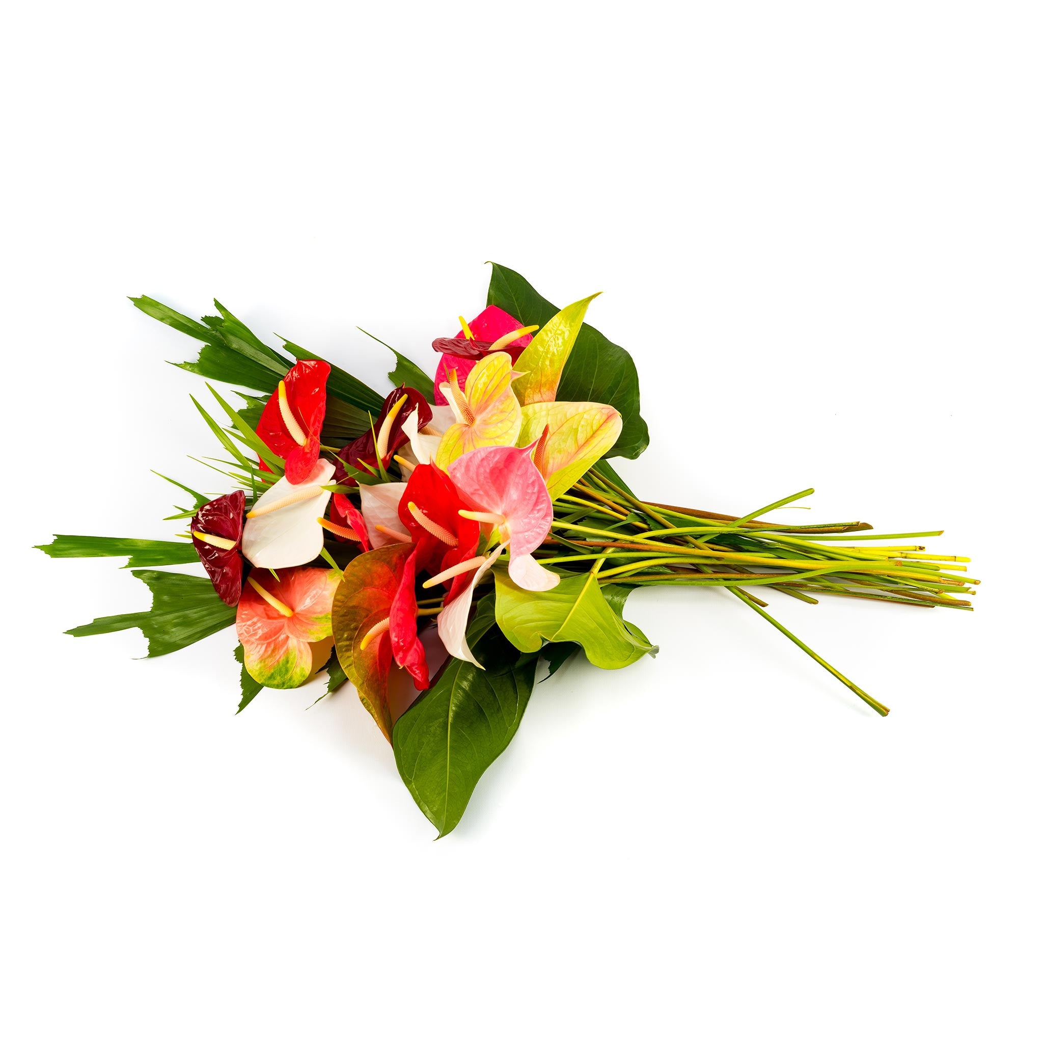 anthurium tropical flower Anthurium Supreme :: Heart-Shaped Anthuriums :: Hana Flower Company