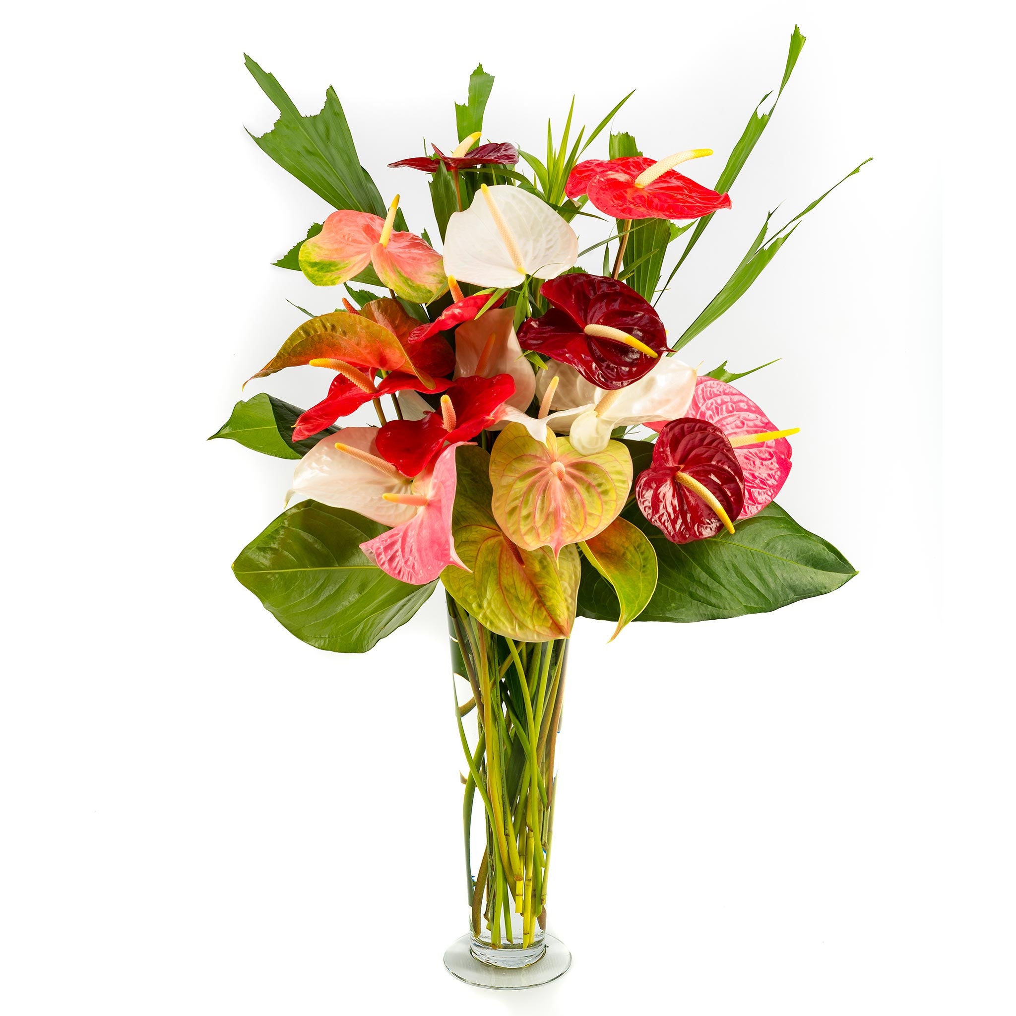 anthurium flower nigeria Anthurium Supreme :: Heart-Shaped Anthuriums :: Hana Flower Company
