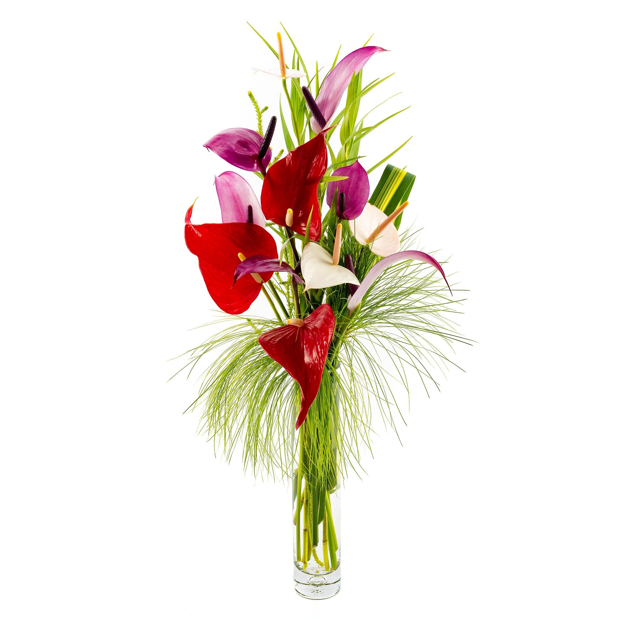 anthurium mixt Tulip Anthurium Mix